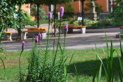Liatris spicata - šuškarda klasnatá (3)